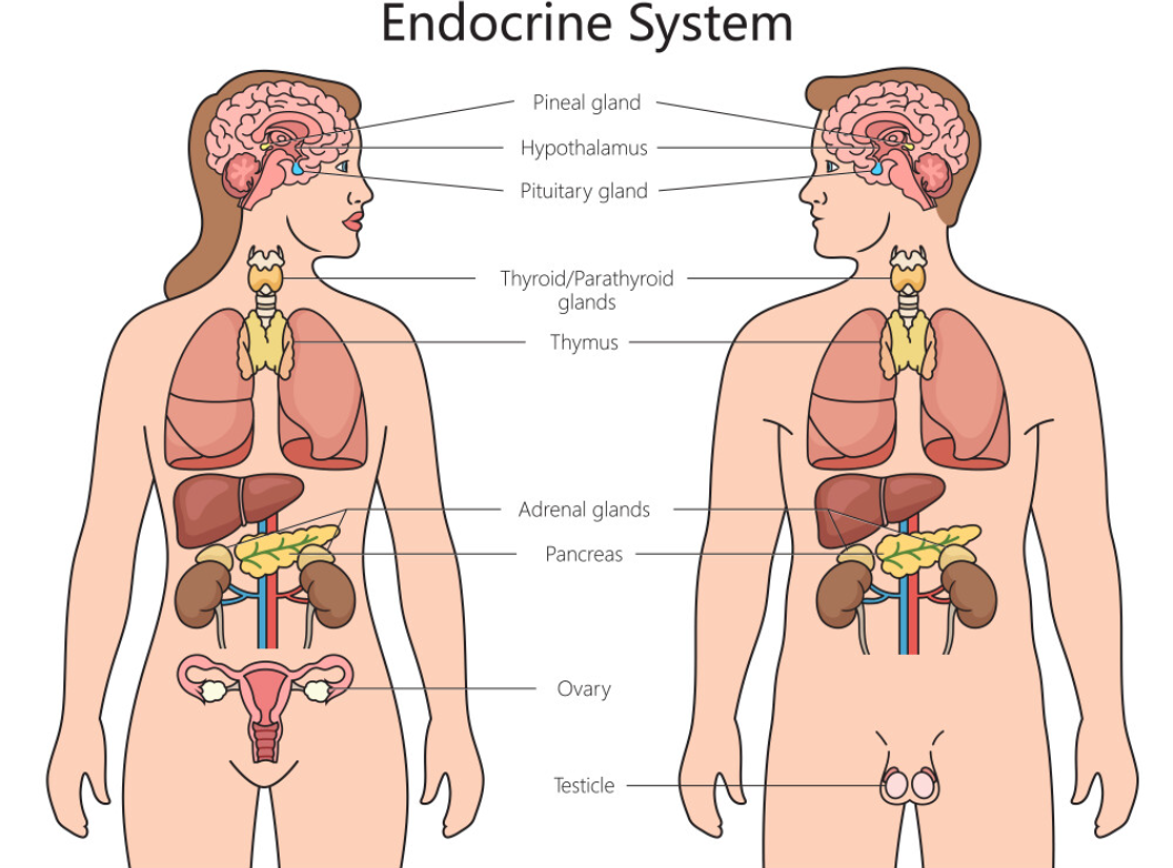 endocrinee